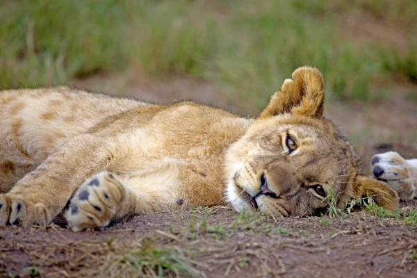 Filhote de leão descansando, fora da Cidade do Cabo, África do Sul . — Fotografia de Stock