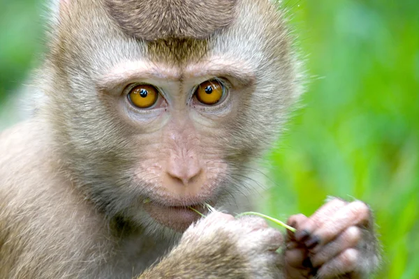 Thai monkey (Macaque) chewing on grass, Koh Samui, Thailand, South East Asia. — Stock Photo, Image