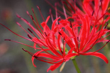 kırmızı örümcek zambak veya lycoris radiata
