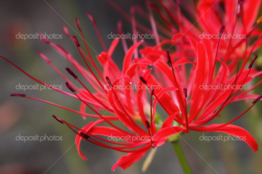 Red Spider Lily Or Lycoris Radiata Stock Photo C Lisastrachan