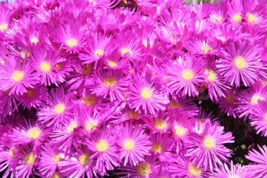 hottentot fig marigold or ice plant clipart