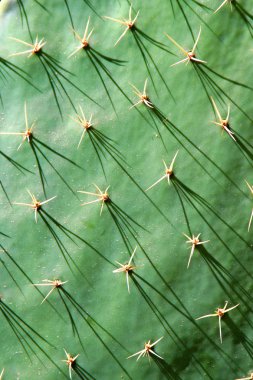 Close up of Cactus clipart