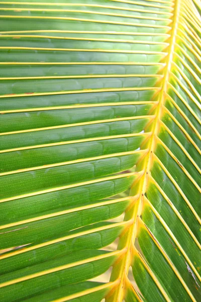 Крупним планом пальмовий лист . — стокове фото