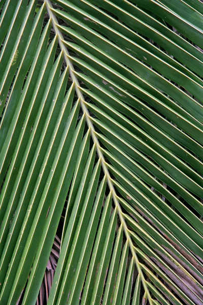 Detailní záběr Palmový list stromu. — Stock fotografie