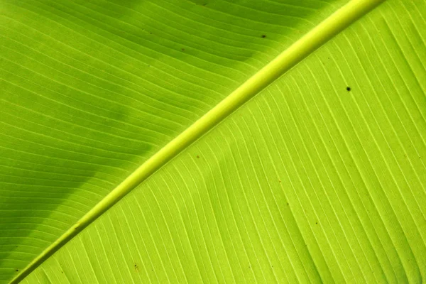 Primer plano de una hoja verde brillante, mostrando las vienas y el col vibrante — Foto de Stock