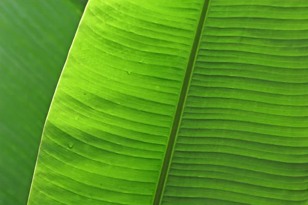 Крупним планом яскраво-зелений лист, що показує яскраве коло — стокове фото