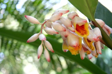 kabuk zencefil bilinen alpinia zerumbet