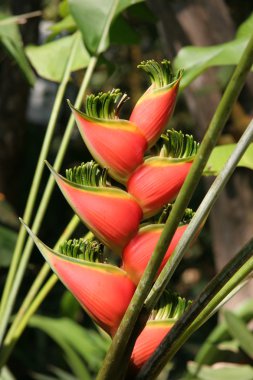 heliconia tropikal bitki
