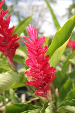 Alpinia purpurata veya kırmızı zencefil - tropikal bitki.