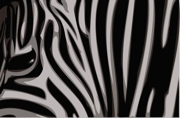 Zebra vektorové ilustrace. — Stockový vektor