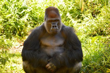 Batı ova goril izliyor! -gorilla goril goril