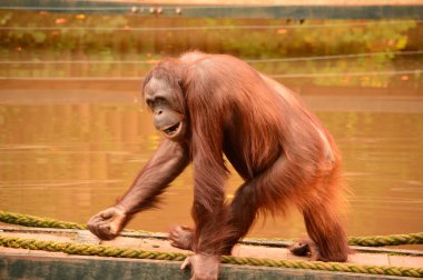 Orang utan, Bornean on the move - Pongo Pygmaeus clipart