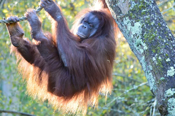 Orang Utan, (Bornean) climbing - Pongo Pigmaeus — стоковое фото