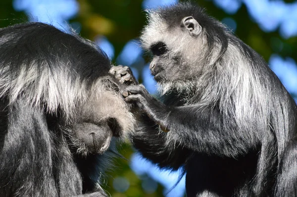 colobus monkey - colobus polykomos Kral