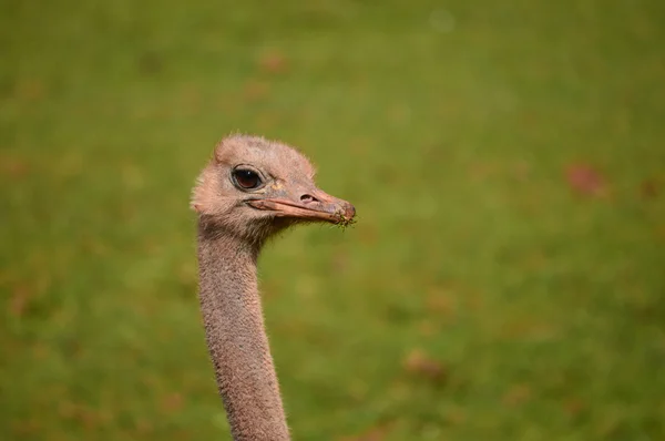 Ostrich Portrait - Struthio Camelus — Stock Photo, Image