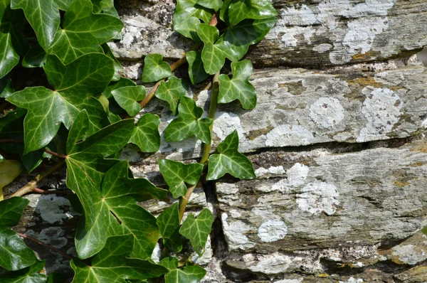 Murgröna klänger i gammal vägg Royaltyfria Stockfoton