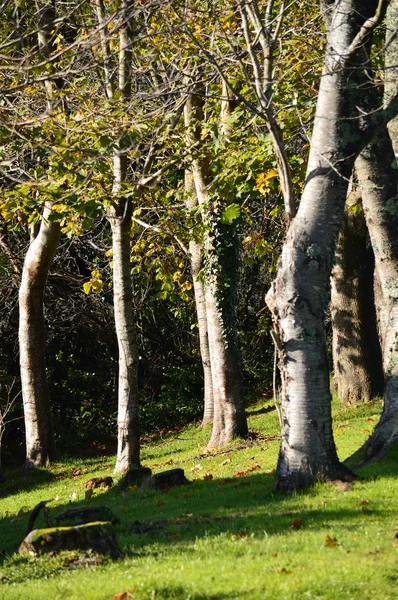 Gümüşi ağaç gövdelerinin güneş ışığı altında