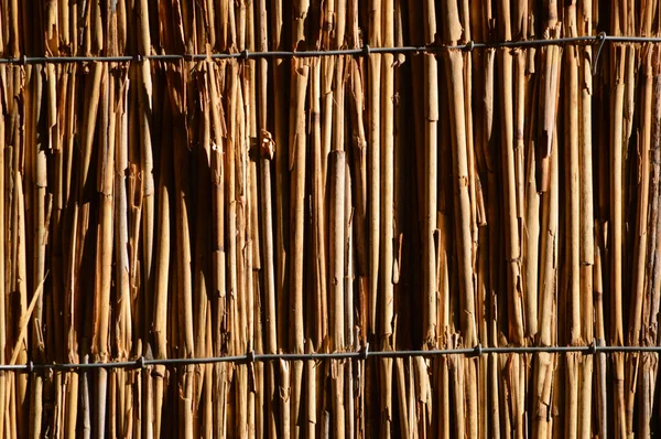 Textuur van suikerriet achtergrond — Stockfoto