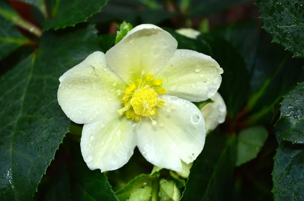 Helleborus veya yılbaşı çiçeği, beyaz, Noel gülü