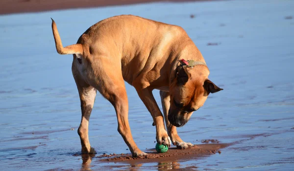 Yeşil top oynayan köpek — Stok fotoğraf