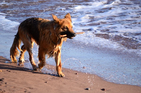 Hund på stranden med pinne — Stockfoto