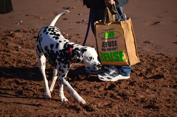 Dalmation ve geri dönüşüm alışveriş çantası — Stok fotoğraf