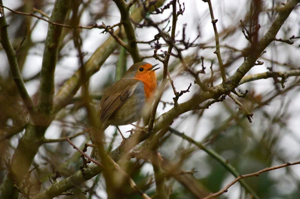 Robin, robin gerdan, erithacus rubecula,