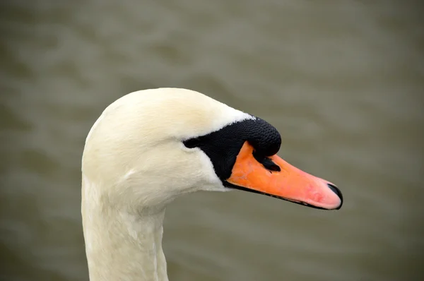 Cisne mudo close-up, Cygnus olor — Fotografia de Stock