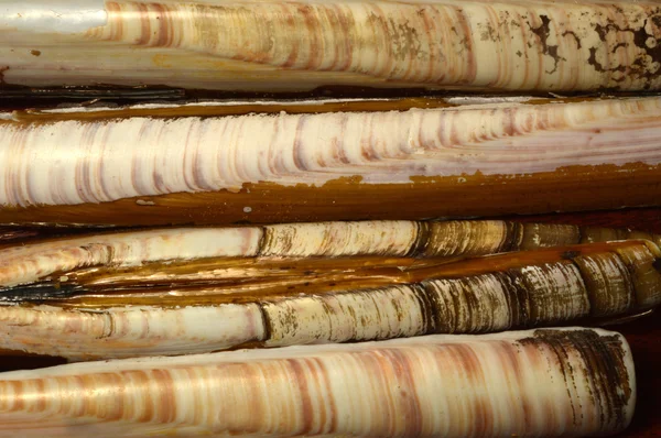 Mermer desen ustura kabuğu