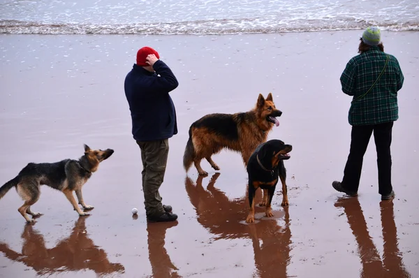 Paseo por la playa de perros alsacianos — Foto de Stock