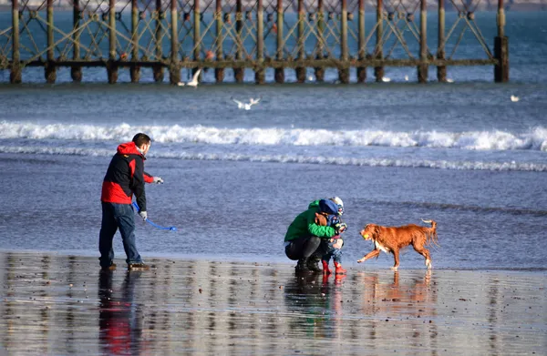 Beach aile eğlence ile köpek