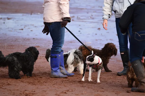 Hund vårdare med gummistövlar Stockbild