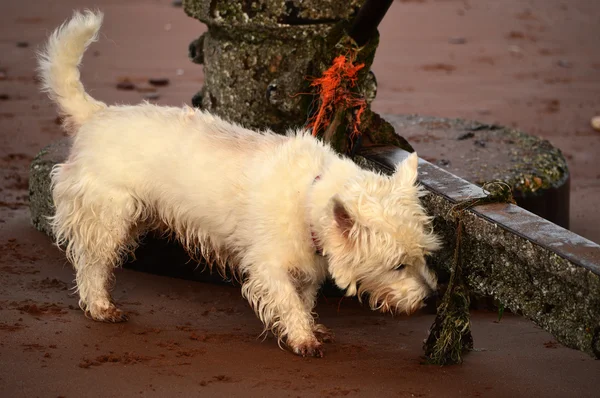 Beyaz teriyer köpek. — Stok fotoğraf