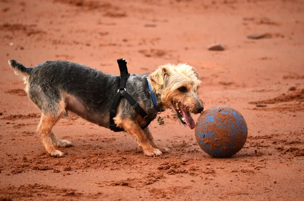 Kleine hond, grote bal! — Stockfoto