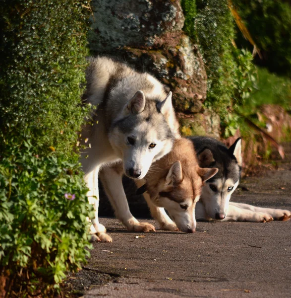 Tre Husky Hunder stockfoto
