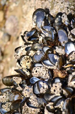 Açık Midye kabukları