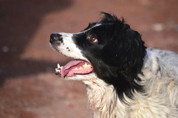 Szczęśliwy collie pies — Zdjęcie stockowe