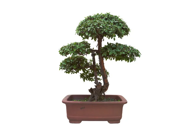 Bonsai di pino — Foto Stock