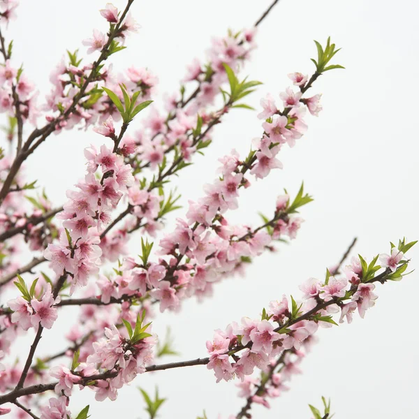 Peach blossom — Stock Photo, Image