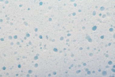 Beyaz bir arka plan üzerine sünger