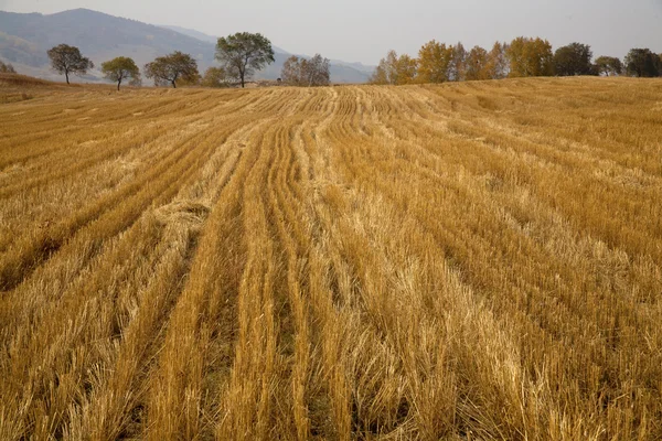 Sur des terres agricoles au ciel nuageux bleu — Photo