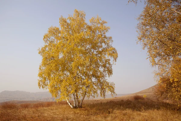 Herbstbirke — Stockfoto