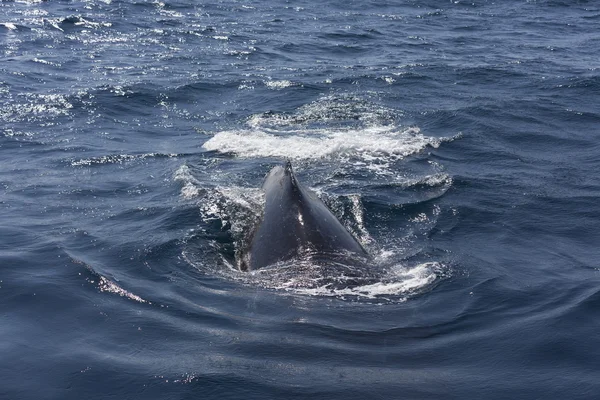 Ballena —  Fotos de Stock