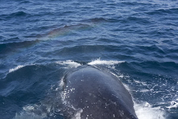 Balenă — Fotografie, imagine de stoc