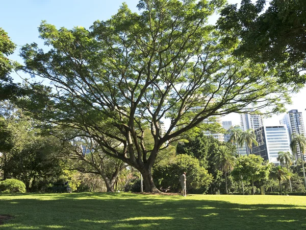 Brisbane City Park — Stockfoto