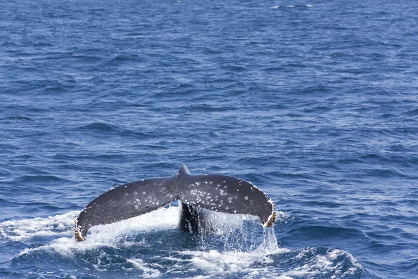 Cola de ballena —  Fotos de Stock