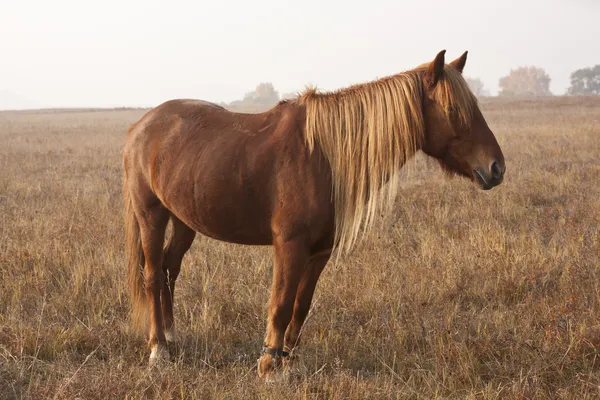 O cavalo no outono na pradaria — Fotografia de Stock