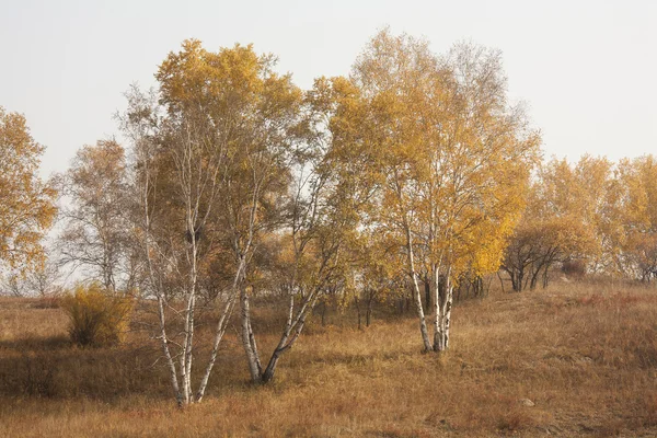 Bouleau d'automne — Photo