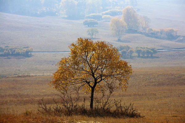 Sonbahar huş — Stok fotoğraf