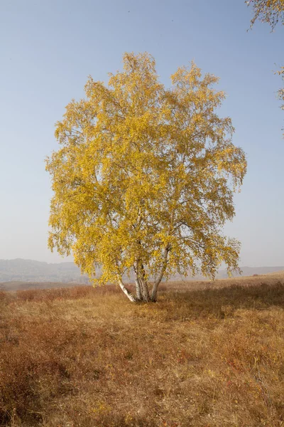 Abedul de otoño — Foto de Stock